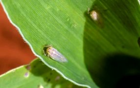 Secuencian el genoma de la chicharrita del maíz