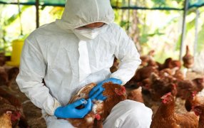 Influenza aviar: Se profundizó la fiscalización y el control en granjas avícolas