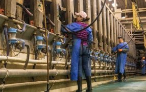 La mano de obra en el sector lechero es un problema global