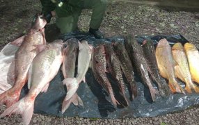 Llevaba pescado obtenido sin el permiso correspondiente y sin cadena de frío, las piezas ictícolas eran transportadas en el baúl de un automóvil y no se encontraban aptas para el consumo humano