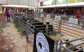 En los Municipios de; Bernardo de Irigoyen y San Antonio la SROCEPM coronó el año de la ganadería menor en Misiones