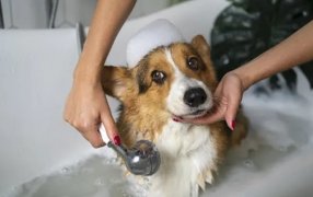 Perros: Seguí estos consejos para bañarlos correctamente