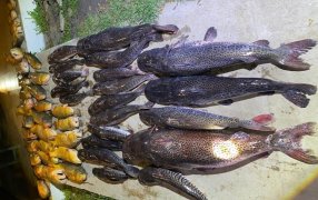 Cargaba con pescado valuado en más de dos millones de pesos, producto de la pesca ilegal