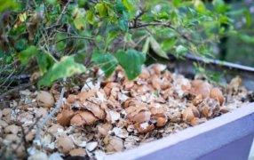 Cáscara de huevo, una forma económica, ecológica de beneficiar a las plantas y el suelo