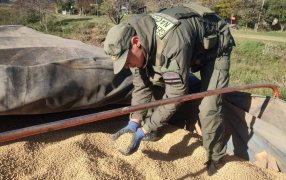 Gendarmería Nacional secuestró 60 toneladas de granos