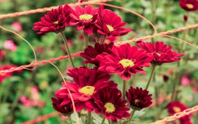 La floricultura misionera accede por primera vez a créditos especiales para potenciar su desarrollo