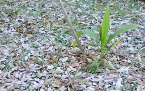 Misiones: Comienza el mes de Julio con probablemente el día más frío de la semana y heladas matinales en amplios sectores del sur provincial