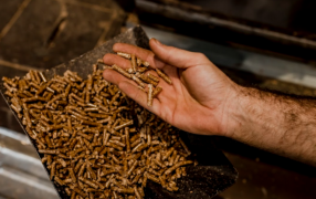 Misiones: En el Municipio de San José, productores forestales transforman residuos de madera en biocombustible, incorporaron  recientemente una línea de producción de pellets