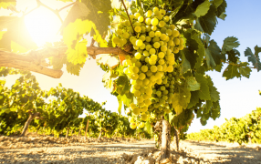 El vino sigue con su expansión territorial: Sumó tres nuevas indicaciones geográficas