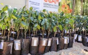 Programa de Consolidación de Cuencas Productoras de Frutas: Entregaron más de 35 mil plantines a productores frutihortícolas en la ciudad misionera de Leandro N. Alem