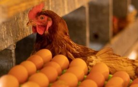 Día Mundial del Huevo: Cinco mitos sobre su consumo y el rol protagónico de Argentina a nivel global