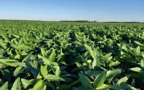 En soja, el NOA se subió al podio en contenido de proteína