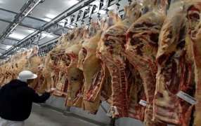 En alerta por la caída en la faena, la industria frigorífica reclama medidas contra la informalidad