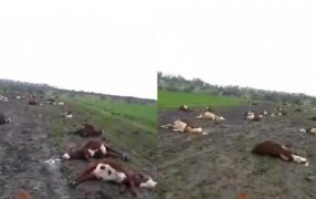 La alerta por nitratos se elevó tras la muerte masiva de vacas en Corrientes
