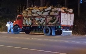 El INYM desarrolla operativos para controlar el transporte de materia prima y prevenir el robo de yerba mate