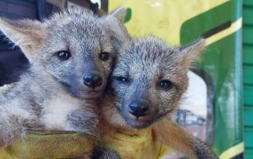 Policías de Misiones rescataron a cachorros de zorros de monte en el Municipio de Dos de Mayo