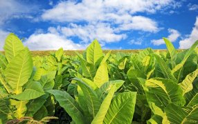 Acordaron en Misiones un nuevo precio de referencia para el tabaco con una suba de 300%