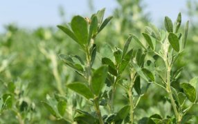 El nuevo gusano blanco que preocupa a los alfalferos