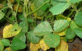 Desarrollan nueva variedad de soja resistente a roya asiática