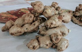 Misiones: Impulsan la producción de jengibre y cúrcuma con una línea de financiamiento específica