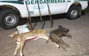 Gendarmería Nacional secuestró animales faenados en la provincia de Corrientes