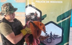 Misiones: Apareció un oso melero en el patio de una vivienda y fue resguardado por policías ambientales, también fue rescatado un perro mestizo que cayó en una fosa