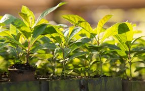 Servicio de Extensión Yerbatero: Calendario de actividades en el yerbal