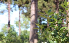 Datos estadísticos del mes de Junio del sector yerbatero