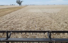 El trigo sorprende con mejores rindes en la zona núcleo