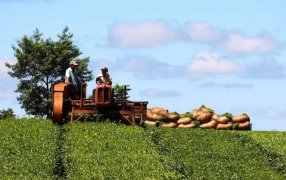Las exportaciones de la producción primaria misionera crecieron un 25% en el primer semestre