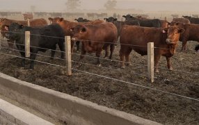 La faena bovina mejoró sus números durante Mayo