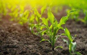 Chicharrita del maíz: el SENASA aprobó el uso del bioinsecticida que tuvo mayor eficacia en Brasil