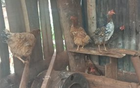 Apóstoles: Pensó que eran zorros, pero eran sus vecinos quienes habrían sustraídas 17 gallinas