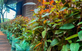 Misiones: En el marco del Plan Leña Renovable y el Programa Silvicultura de Pequeña Escala, continúan con la entrega de plantines de eucaliptus