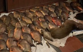 Intentó huir con 67 pacúes y un carpincho robados: Fue detenido por la Policía Rural de la provincia de Misiones en el Municipio de Fachinal