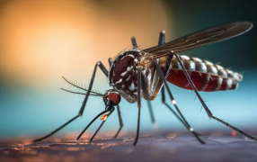 El avance del mosquito Aedes Aegypti en Argentina y su relación con el aumento de casos de Dengue