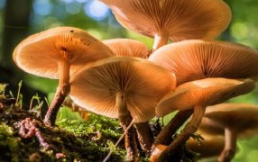 Investigadores misioneros potencian el valor de los extractos de hongos