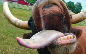 Otra alerta sanitaria regional: La “vaca loca” habría reaparecido en Brasil