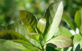 Actualización del Costo de Producción de la Hoja Verde de Yerba Mate