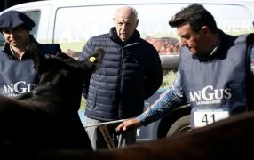 Lavagna llevó un lote de los mejores ejemplares de su cabaña para competir en la Expo Rural