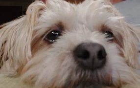 Bienestar animal: Pirotecnia en las Fiestas, siete consejos para cuidar a las mascotas del ruido