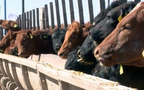 El agujero que hizo el “dólar maíz” en los feedlots: 12.000 pesos más de costo por cabeza engordada