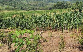 Misiones suspendió la prohibición del Glifosato y le dio 5 años más de vida: Los productores que lo necesiten, deberán acreditar cantidades y uso específico