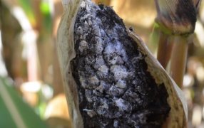 Crece la alerta por el retorno del Carbón de la Panoja en maíz: Ya se detectó en cinco provincias