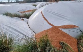 Destrozaron 51 silobolsas de una cooperativa y pusieron en riesgo 10.000 toneladas de trigo