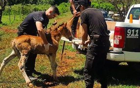 Policías de Misiones actuaron rápidamente y salvaron a animales en situaciones de maltrato y cautiverio