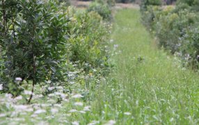 El INYM promueve prácticas amigables con el ambiente, sin el uso de agrotóxicos, para una producción de calidad y sostenida en el tiempo