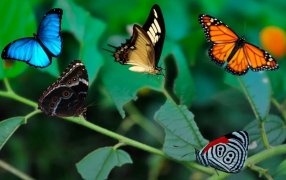 Conocé las cinco especies de mariposas que son patrimonio de Misiones