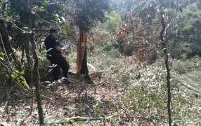 Misiones: Un motosierrista de 54 años murió aplastado por un árbol en el Municipio de San Vicente
