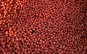 Se prueba a campo la primera formulación de coinoculado para soja